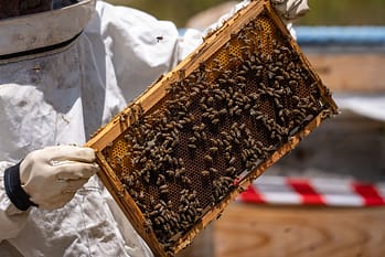 Imker mit Honigwabe